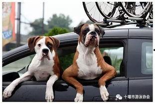 娱乐吃瓜酱骑车狗