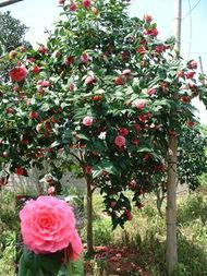 娱乐吃瓜酱山茶花,揭秘山茶花的神秘魅力