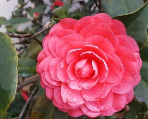 娱乐吃瓜酱山茶花,揭秘山茶花的神秘魅力